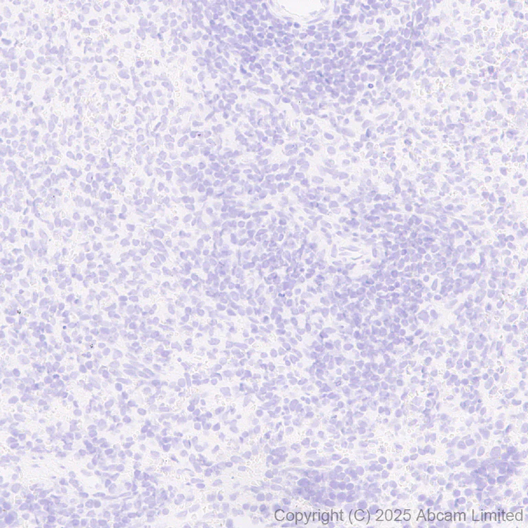 Immunohistochemistry (Formalin/PFA-fixed paraffin-embedded sections) - Anti-Cytochrome P450 2E1 antibody [EPR28698-543] - BSA and Azide free (AB325963)