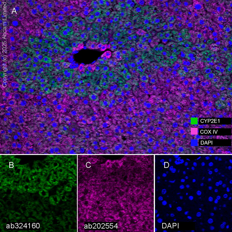 Multiplex immunohistochemistry - Anti-Cytochrome P450 2E1 antibody [EPR28698-543] - BSA and Azide free (AB325963)