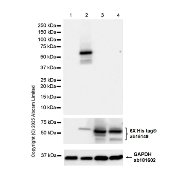 Western blot - Anti-Cytochrome P450 2E1 antibody [EPR28698-543] - BSA and Azide free (AB325963)