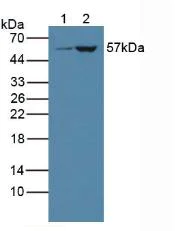 Western blot - Anti-Cytochrome P450 3A4/CYP3A4 antibody (AB231816)