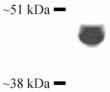 Western blot - Anti-Cytochrome P450 3A4/CYP3A4 antibody (AB3572), expandable thumbnail