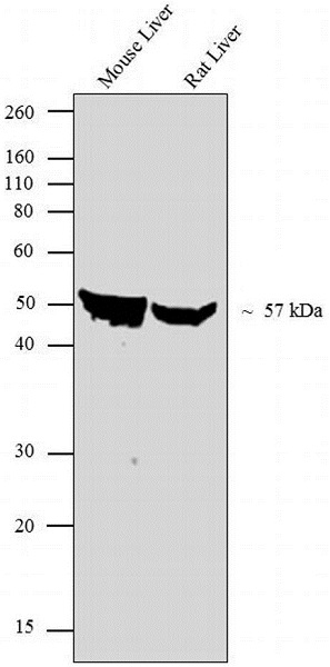 Western blot - Anti-Cytochrome P450 3A4/CYP3A4 antibody (AB3572), expandable thumbnail