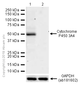 Western blot - Anti-Cytochrome P450 3A4/CYP3A4 antibody [EPR6202] (AB124921)