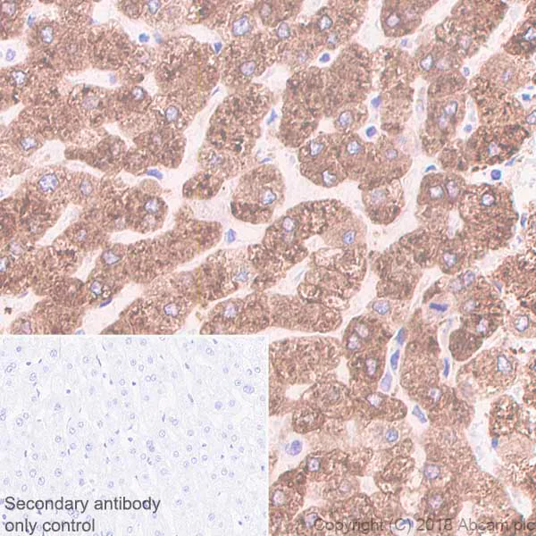Immunohistochemistry (Formalin/PFA-fixed paraffin-embedded sections) - Anti-Cytochrome P450 3A4/CYP3A4 antibody [EPR6202] - BSA and Azide free (AB245774)