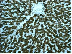Immunohistochemistry (Formalin/PFA-fixed paraffin-embedded sections) - Anti-Cytochrome P450 3A4/CYP3A4 antibody [EPR6202] - BSA and Azide free (AB245774)