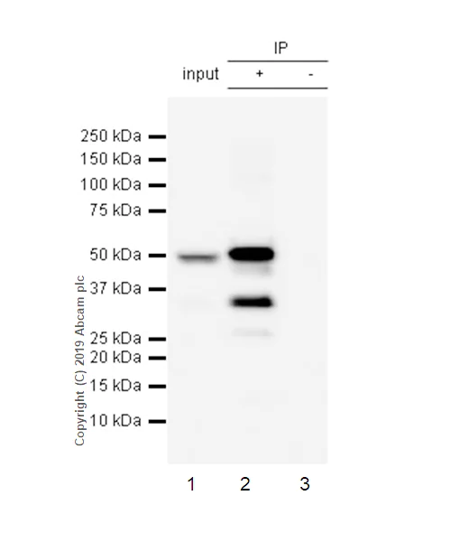 Immunoprecipitation - Anti-Cytochrome P450 3A4/CYP3A4 antibody [EPR6202] - BSA and Azide free (AB245774)