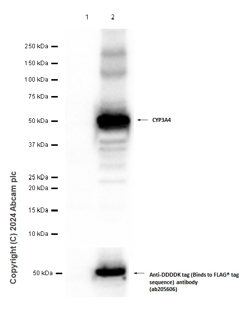 Western blot - Anti-Cytochrome P450 3A4/CYP3A4 antibody [EPR6202] - BSA and Azide free (ab245774), expandable thumbnail