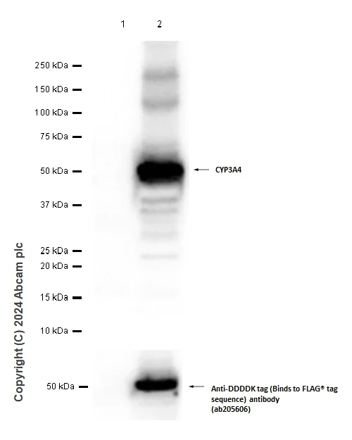 Western blot - Anti-Cytochrome P450 3A4/CYP3A4 antibody [EPR6202] - BSA and Azide free (AB245774)
