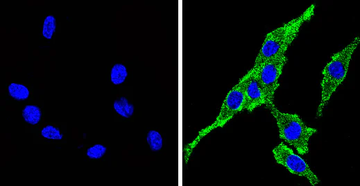 Immunocytochemistry/ Immunofluorescence - Anti-Cytochrome P450 4A/CYP4A11 antibody (AB3573)
