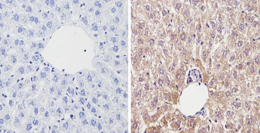 Immunohistochemistry (Formalin/PFA-fixed paraffin-embedded sections) - Anti-Cytochrome P450 4A/CYP4A11 antibody (AB3573)
