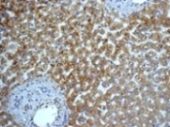 Immunohistochemistry (Formalin/PFA-fixed paraffin-embedded sections) - Anti-Cytochrome P450 4A/CYP4A11 antibody [EPR8276] (AB140635)