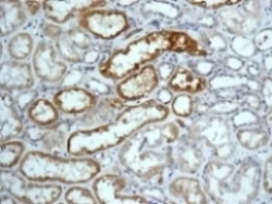 Immunohistochemistry (Formalin/PFA-fixed paraffin-embedded sections) - Anti-Cytochrome P450 4A/CYP4A11 antibody [EPR8276] (AB140635)