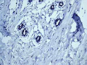 Immunohistochemistry (Formalin/PFA-fixed paraffin-embedded sections) - Anti-Cytochrome P450 4A/CYP4A11 antibody [EPR8276] - BSA and Azide free (AB248918)