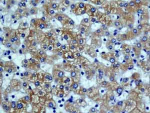 Immunohistochemistry (Formalin/PFA-fixed paraffin-embedded sections) - Anti-Cytochrome P450 4A/CYP4A11 antibody [EPR8276] - BSA and Azide free (AB248918)