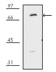 Western blot - Anti-Cytochrome P450 Reductase antibody (AB13513)