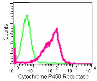 Flow Cytometry (Intracellular) - Anti-Cytochrome P450 Reductase antibody [EPR14479(B)] (AB180597)