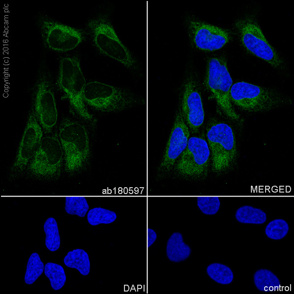 Immunocytochemistry/ Immunofluorescence - Anti-Cytochrome P450 Reductase antibody [EPR14479(B)] (AB180597)