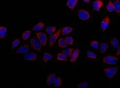 Immunocytochemistry/ Immunofluorescence - Anti-Cytochrome P450 Reductase antibody [EPR14479(B)] (AB180597)