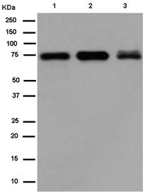 Western blot - Anti-Cytochrome P450 Reductase antibody [EPR14479(B)] (AB180597)