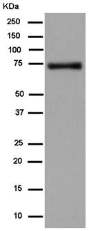 Western blot - Anti-Cytochrome P450 Reductase antibody [EPR14479(B)] (AB180597)