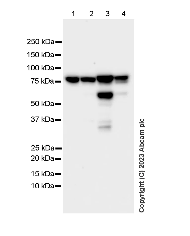 Western blot - Anti-Cytochrome P450 Reductase antibody [EPR14479(B)] (AB180597)