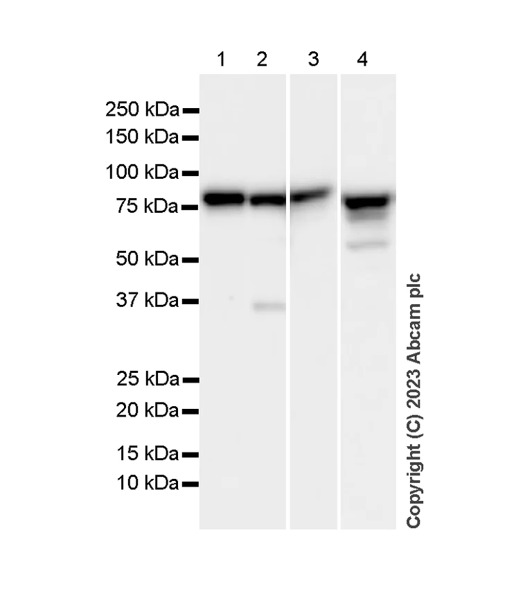 Western blot - Anti-Cytochrome P450 Reductase antibody [EPR14479(B)] (AB180597)