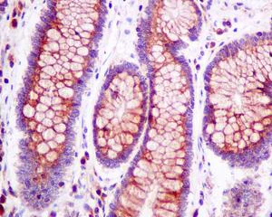 Immunohistochemistry (Formalin/PFA-fixed paraffin-embedded sections) - Anti-Cytohesin 1 antibody [EPR10050] (AB154847)