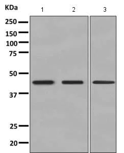 Western blot - Anti-Cytohesin 1 antibody [EPR10050] - BSA and Azide free (AB249150)