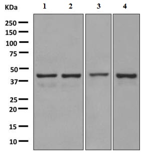 Western blot - Anti-Cytohesin 1 antibody [EPR10051] - BSA and Azide free (AB249049), expandable thumbnail
