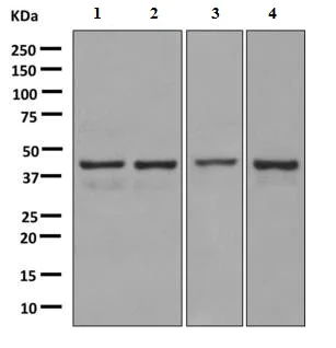 Western blot - Anti-Cytohesin 1 antibody [EPR10051] - BSA and Azide free (AB249049)