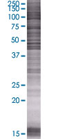 Cytohesin 1 overexpression 293T lysate (whole cell)