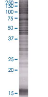 SDS-PAGE - Cytohesin 1 overexpression 293T lysate (whole cell) (AB94252)