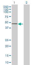 Western blot - Cytohesin 1 overexpression 293T lysate (whole cell) (AB94252)