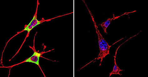 Immunocytochemistry/ Immunofluorescence - Anti-Cytohesin 2 antibody [10A12] (AB2728)