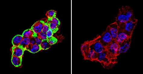 Immunocytochemistry/ Immunofluorescence - Anti-Cytohesin 2 antibody [10A12] (AB2728)