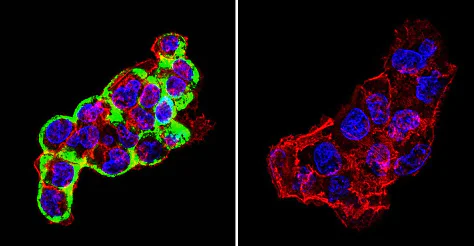 Immunocytochemistry/ Immunofluorescence - Anti-Cytohesin 2 antibody [10A12] (AB2728)