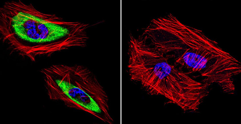 Immunocytochemistry/ Immunofluorescence - Anti-Cytohesin 2 antibody [10A12] (AB2728)