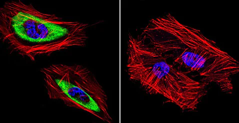 Immunocytochemistry/ Immunofluorescence - Anti-Cytohesin 2 antibody [10A12] (AB2728)