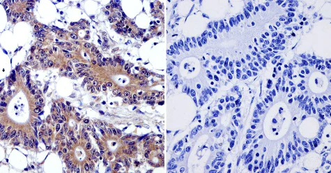 Immunohistochemistry (Formalin/PFA-fixed paraffin-embedded sections) - Anti-Cytohesin 2 antibody [10A12] (AB2728)