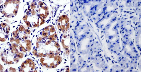 Immunohistochemistry (Formalin/PFA-fixed paraffin-embedded sections) - Anti-Cytohesin 2 antibody [10A12] (AB2728)