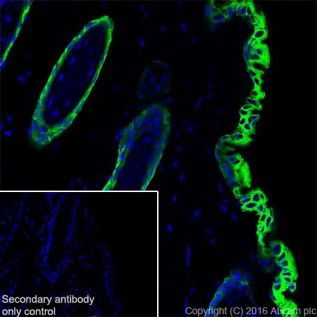 Immunohistochemistry (Frozen sections) - Anti-Cytokeratin 1 antibody [EPR17744] - BSA and Azide free (AB250844)