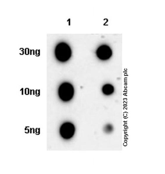 Dot Blot - Anti-Cytokeratin 1 + Cytokeratin 2e antibody [EPR27257-91] (ab315228), expandable thumbnail