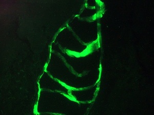 Immunohistochemistry (Frozen sections) - Anti-Cytokeratin 10 + 13 antibody [DE-K13] (AB9383), expandable thumbnail