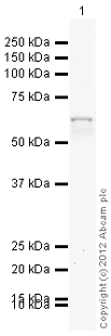Western blot - Anti-Cytokeratin 10 antibody (AB111447)