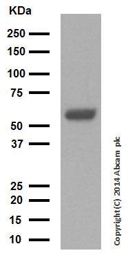 Western blot - Anti-Cytokeratin 10 antibody [EP1607IHCY] - Cytoskeleton Marker (ab76318), expandable thumbnail