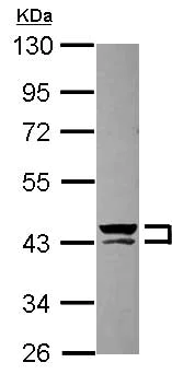 Western blot - Anti-Cytokeratin 13 antibody (AB154346)