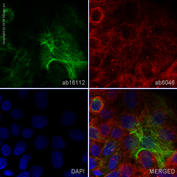 Immunocytochemistry/ Immunofluorescence - Anti-Cytokeratin 13 antibody [AE8] - BSA and Azide free (AB269574), expandable thumbnail