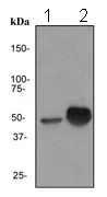Western blot - Anti-Cytokeratin 13 antibody [EPR3672] (AB133340)