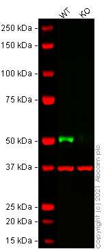 Western blot - Anti-Cytokeratin 13 antibody [EPR3672] (AB133340), expandable thumbnail
