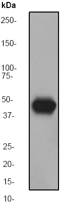 Western blot - Anti-Cytokeratin 14 antibody [EP1612Y] (AB51054)